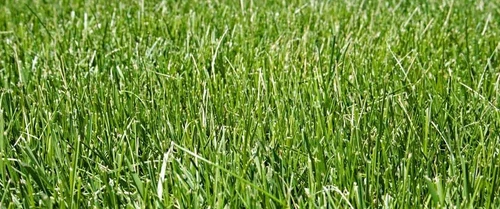 GreenThumb Grass Seed - Thumbnail 2