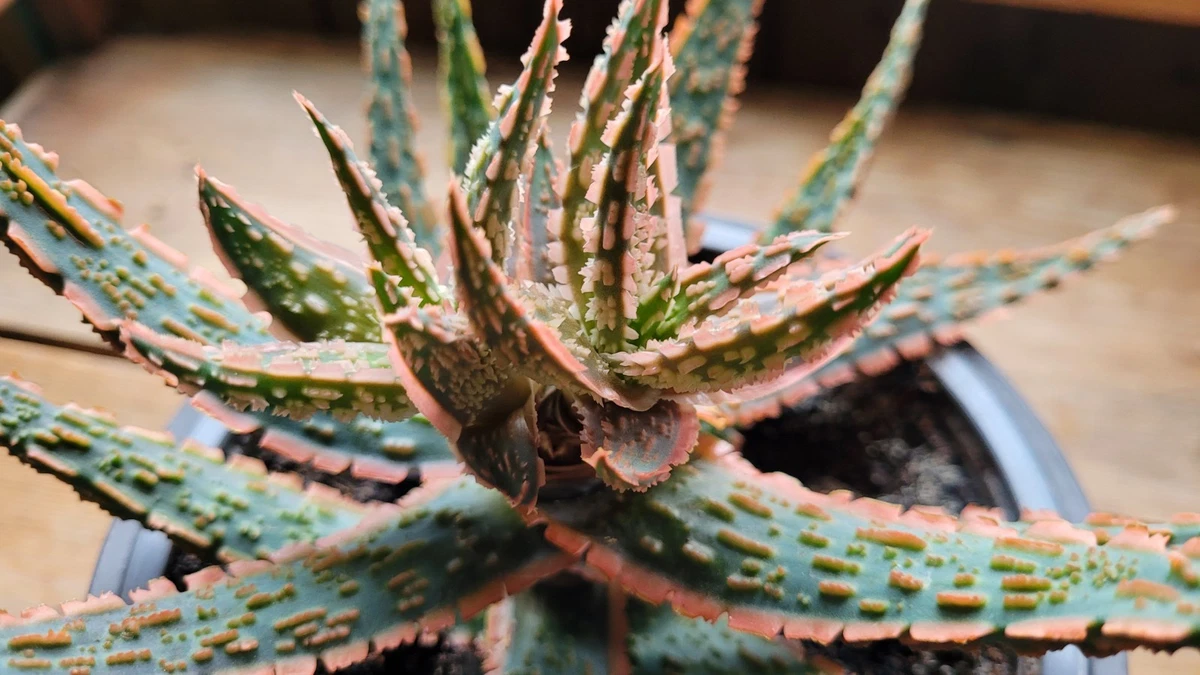 Aloe Pflanzen, Zimmerpflanzen online kaufen | eBay.de