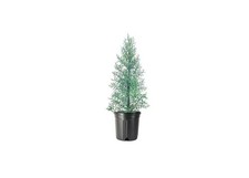 Arizona Blue Ice Cypress | 1 Gallon | Cupressus arizonica