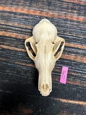 Real Red Fox Unique Animal Mount Halloween Skull Art Craft Mountain Man Canine