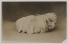Vintage 1910s Guinea Pig Varieties New Pet Craze Photo Lot (4) — photo 2