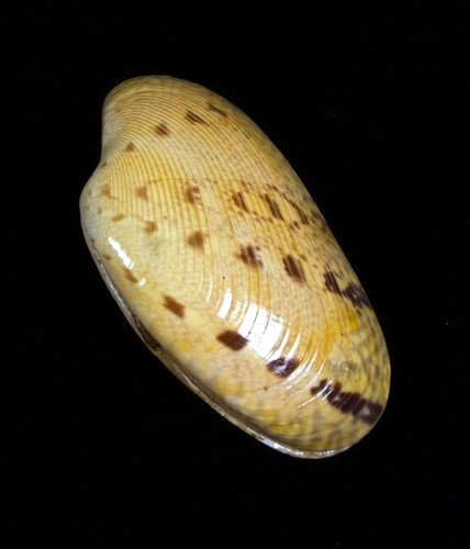 Paphia Alapapilionis 77.2 mm Butterfly Venus shell LARGE hard to find
