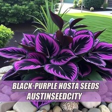 Black and purple hosta fox seeds - 100 seeds. Rare perennial shade-tolerant foli