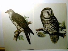 Heimische Vögel. 2 x Alte Ansichtskarte / Po...