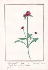Gomphrena Globosa ball amarant botany plant botany watercolor watercolor 1830