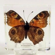 48mm Real Peacock Pansy Butterfly in Clear Lu...