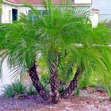 Dwarf Pygmy Date Palm Tree Seeds (Phoenix roebelinii) Great Indoor Houseplant