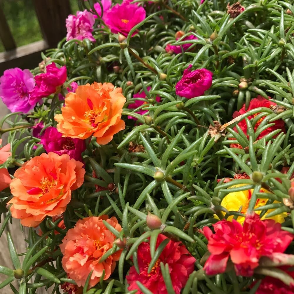 Portulaca As Ground Cover Portulaca Grandiflora Rose Moss, Purslane
