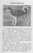 Alaskan Malamute - 1970 Vintage Dog Art Photo...