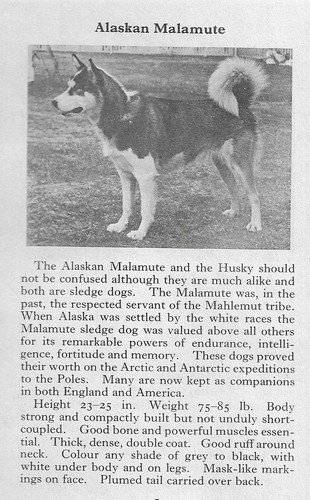 Alaskan Malamute - 1970 Vintage Dog Art Photo Print - Matted GIFT