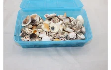 3.85lb Beach Mixed SeaShells Mix Sea Shells Crafts Aquarium Decor Ocean