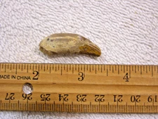 Dinosaur fossil tooth Spinosaurus Cretaceous Era 1.2 inch long JI45