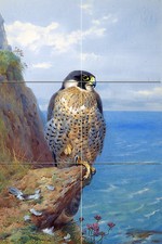 Peregrine at Auchencairn Tile Mural Kitchen Bathroom Wall Backsplash 8.5x12.75