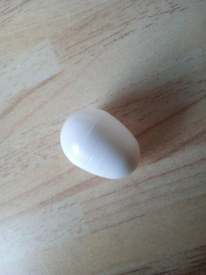 Nesteier Kanarien Wellensittich Vogeleier Exoten Kanarienvogel Nestei 5 Stück - Bild 4 von 4