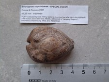 Conchiglia Gasteropode fossile: Barycypraea caputviperae 41,29 mm Miocene Java