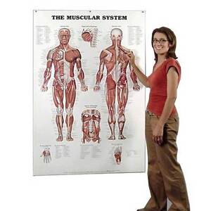 Female Muscular System Anatomical Chart