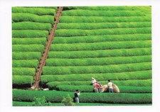 Radio QSL Japón NHK World Network Tokio 2006 Tea Farm Okabe Scandinavian DX SWL