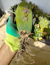 Fico d'india, Opuntia SENZA RADICI, in foto radicata, Pianta Grassa Cactacea