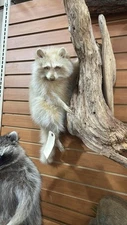 Raccoon Full Body Taxidermy Wall Mount Blonde / Albino Long Fur