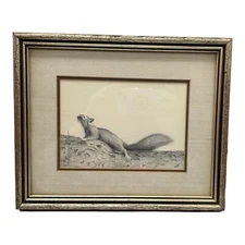 Squirrel Framed Pencil Drawing Ohio Wildlife Artist Job D Bailey Signed 9" x 11"