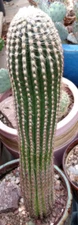 Unknown South America Columnar Cactus, A Rare Beauty