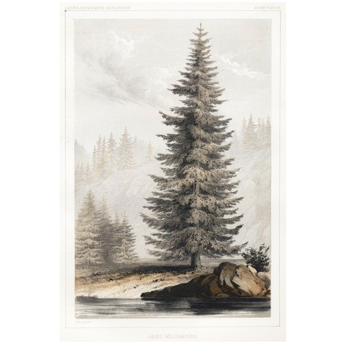 1857 Scarce USPRR CA & OR, Trees Pl. 6, ABIES WILLIAMSONII (Mountain Hemlock) - Picture 2 of 5