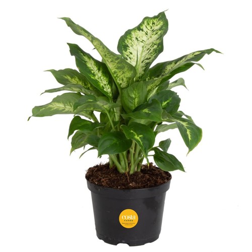 Dieffenbachia Live Indoor Plant, Easy to Grow Houseplant, Potted in