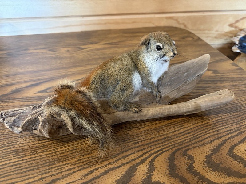 New Taxidermy Laying Squirrel Mount Novelty  Decor. Very Cute! 12 By 5