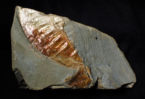 Iridescent multi-colored Caloceras ammonite fossil display Somerset UK Ammolite - Picture 2 of 5