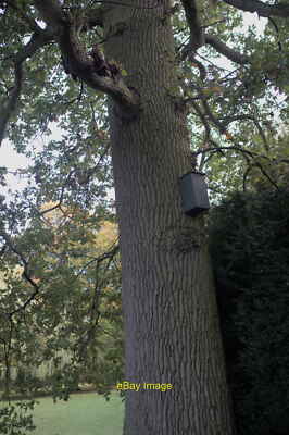 Foto 6x4 Quercus robur: English Oak Belton\/SK9239 Ein Begleiter zum tr c2021