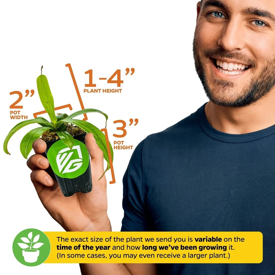 Planta jarra carnívora Miranda - Nepenthes miranda Foto 3 de 4