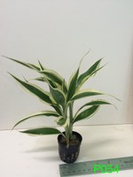 Dracaena Sanderiana - Potted Plant P054 Dracaena Sanderiana - Potted Plant P054