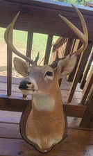 Whitetail Deer -Shoulder Mount - 6 Point Buck - 16" Spread 