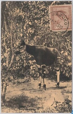 49941 - BELGIAN CONGO - Postal Stationery CARD 1925 - FAUNA Okapi - Photo 1/2