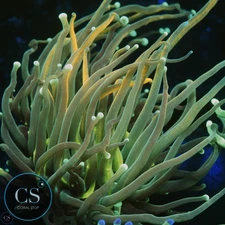 CS MASTER GOLD TORCH - WYSIWYG LIVE CORAL