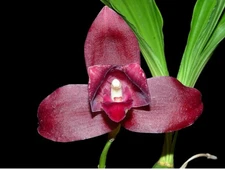 Lycaste Eugene Banzinger Maroon Red White BS Orchid Hybrid 4” Fresh RePot