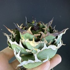 Rare Cacti plant Agave Titanota Hades WYSIWYG Boutique Garden Decor Sale