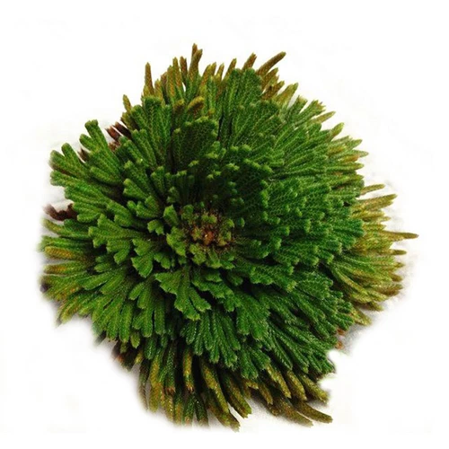 ROSE VON JERICHO, die Pflanze, die niemals stirbt Wunderpflanze Geschenkidee - Bild 12 von 14