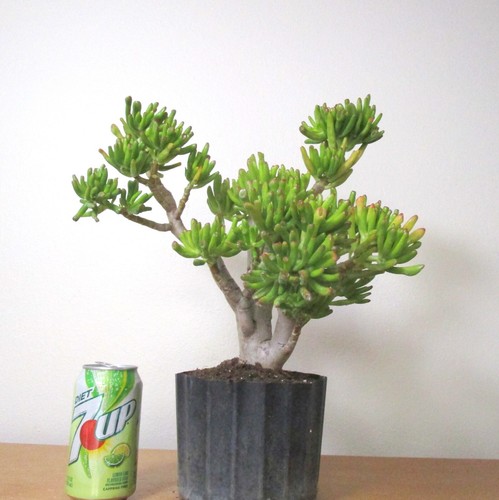 Big Jade Gollum Crassula plant for shohin mame bonsai tree thick trunk #4 - Picture 3 of 4