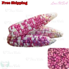 Organic Sticky Waxy Sweet White Purple Corn Seeds | NON-GMO Heirloom