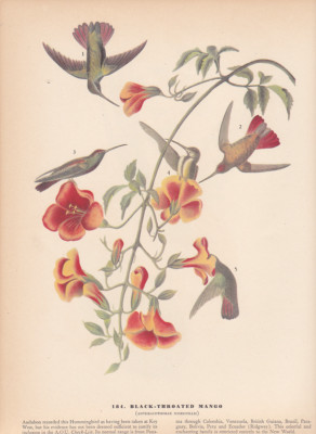 Audubon 1942 Vintage Bird 184 ''Black Throat Mango Hummingbird'' Color Plate Litho