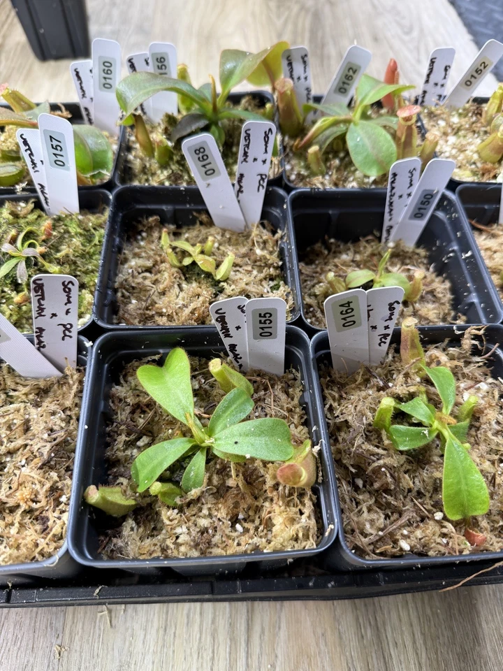 Plántulas Nepenthes (SOM x Vetchii Pink Candy Cane) x Vetchii (Akazukan x Bario) Foto 4 de 4