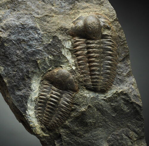 TRILOBITE Ellipsocephalus WELL PRESERVED - Czech  /bb627 - Picture 1 of 1