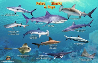 Palau Sharks & Rays Waterproof Fish Card by Franko Maps