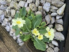 Primula Vulgaris Plants 1 Liter Pot/ 2 X9cm Pot