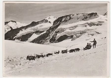 JUNGFRAUJOCH - SVIZZERA - SCHWEIZ - SUISSE - CANI DA SLITTA - VIAGG. -27261-