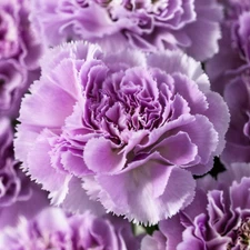 100 Carnation Seeds Dianthus Flowers Seed Flower Perennial Hardy "Lavendar"