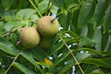 4 Black Walnut Tree Seeds for Planting Juglans nigra