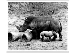 VINTAGE PHOTO WHITE RHINO + CALF 
