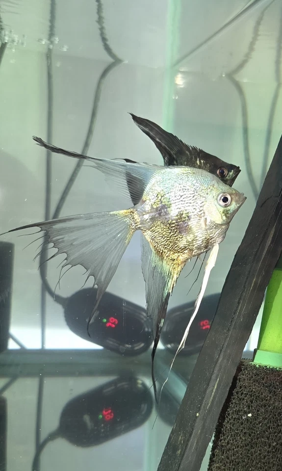 Par probado de peces ángel pinoy azul ahumado y pinoy Foto 2 de 4